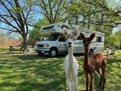 RV with alpacas